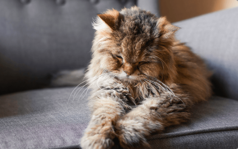 Весенняя линька у кошек