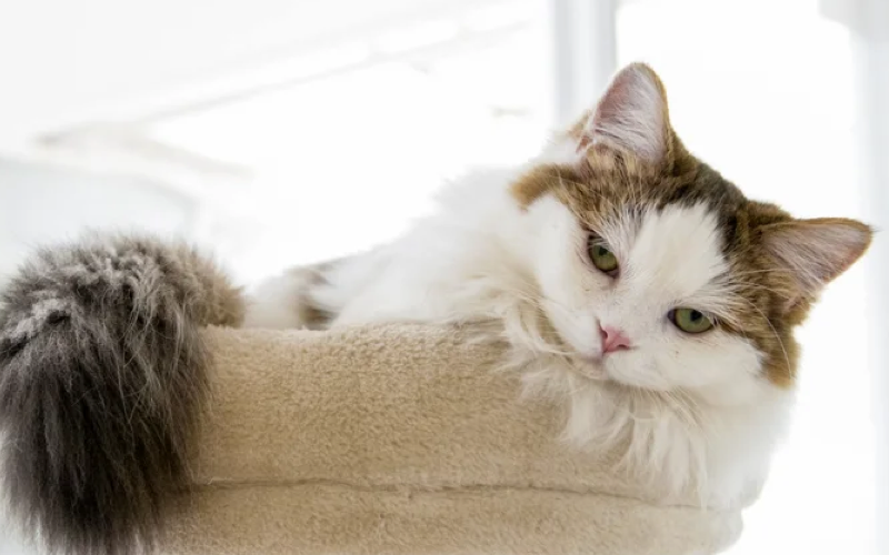 Заболевания мочевого пузыря у кошек