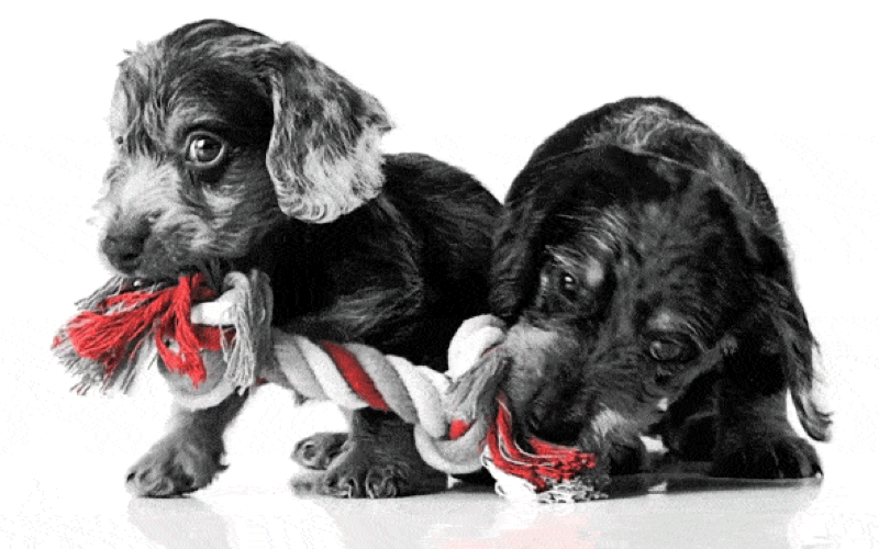 Позаботьтесь о питомце во время поездки