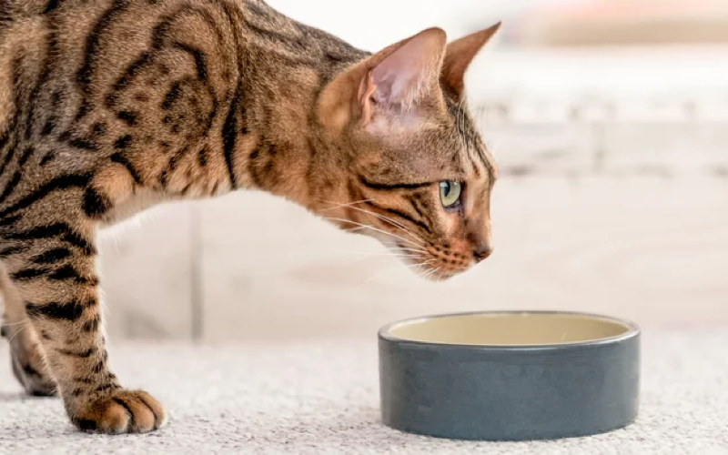 Влажный или сухой корм — что выбрать для кормления кошки