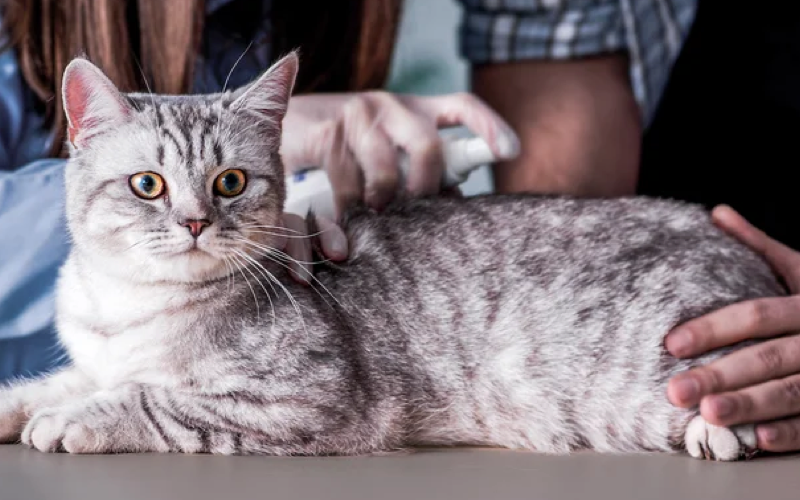 Заболевания кожи у кошек - причины, симптомы и лечение