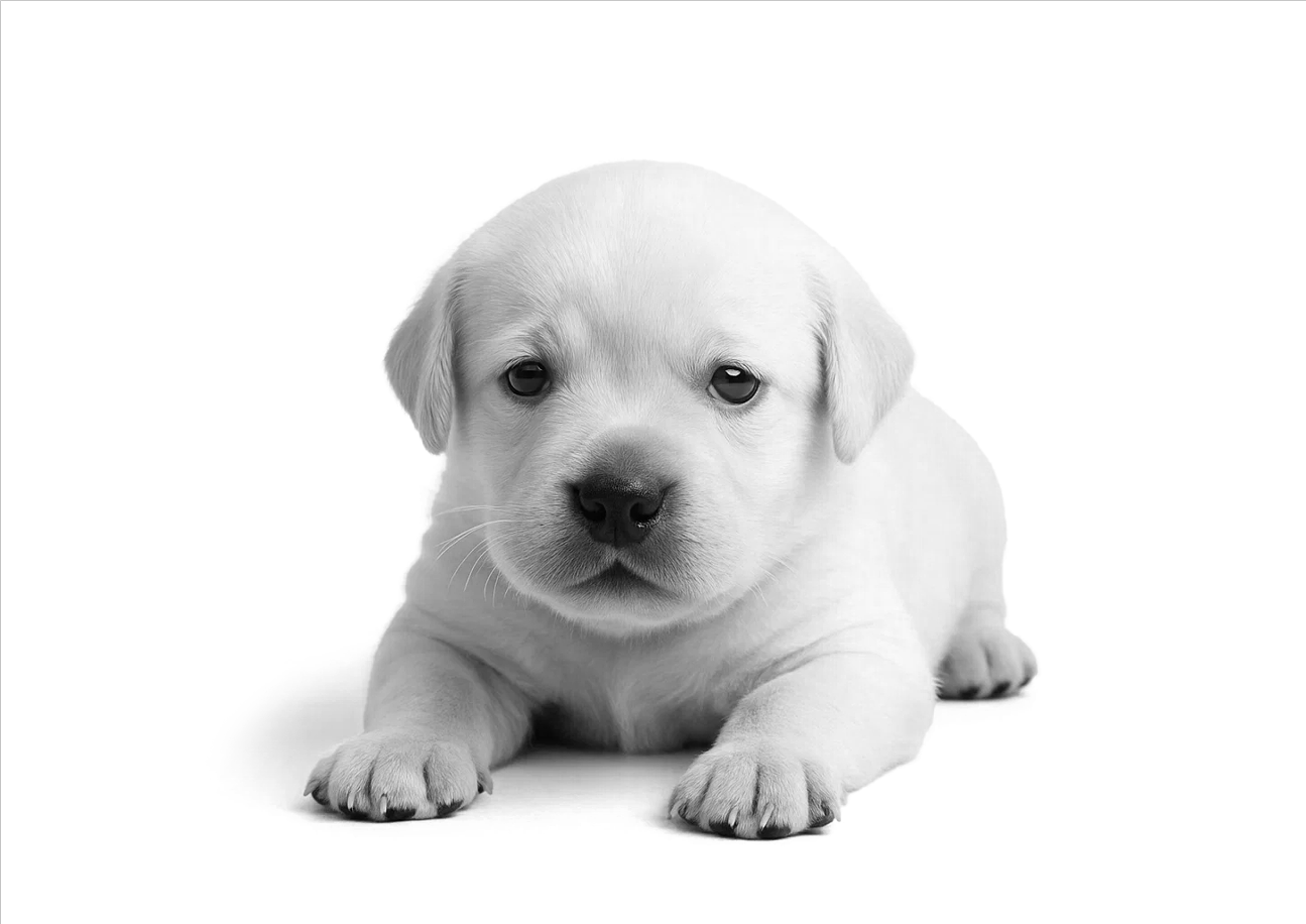 Отъем. 4‑8 недель