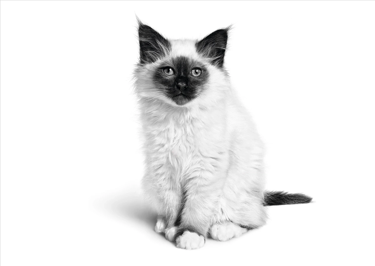 Непрерывный. Старше 4 месяцев