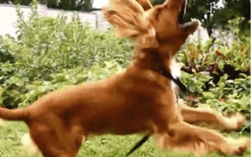 Клещи у собак: что нужно знать и как лечить