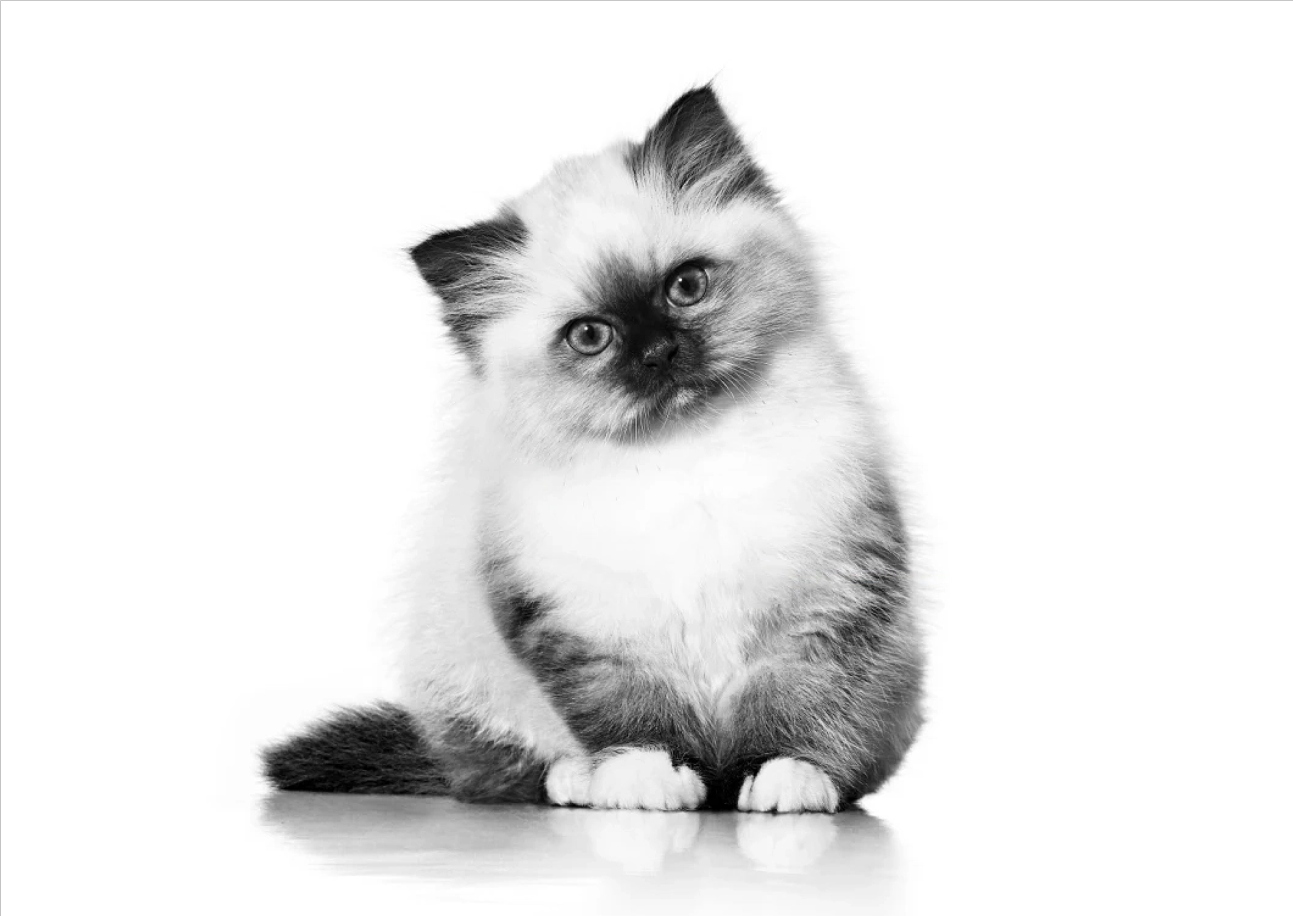 Отъем. 4‑8 недель