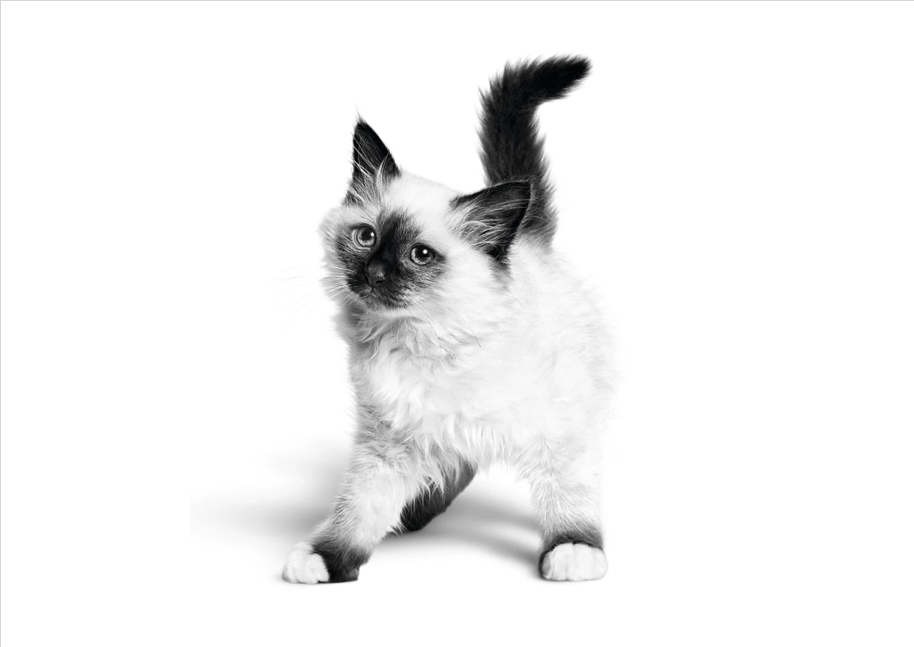 Интенсивный. 2–4 месяца