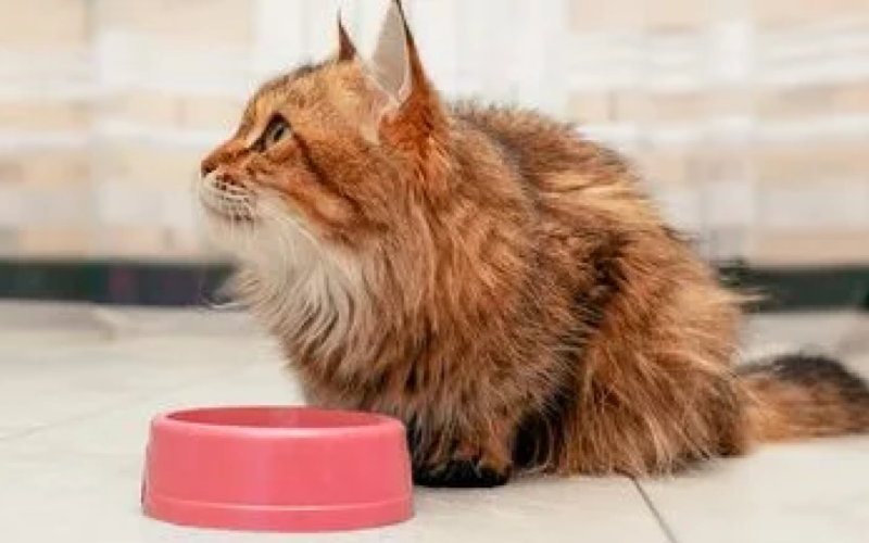 Руководство по смене корма для кошки