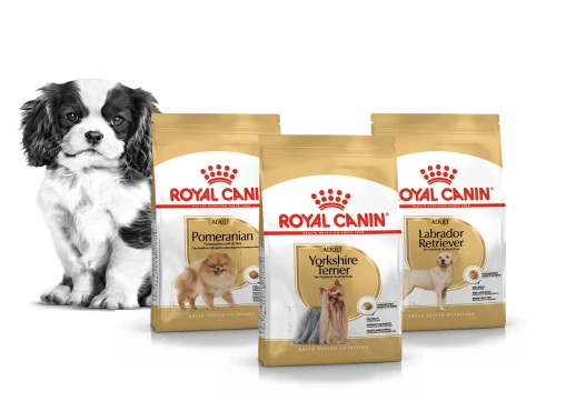 Рационы для породистых собак