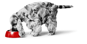 Корма для собак