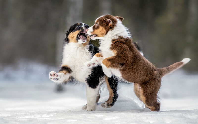 Как выгуливать собаку